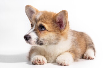 Pembroke Welsh Corgi puppy sitting in front. isolated on white background.