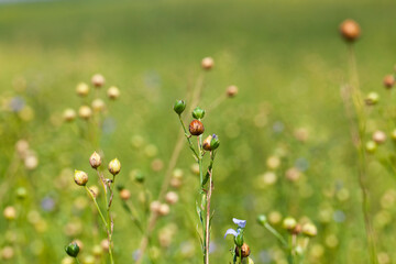 green flax ready for harvesting
