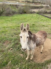 donkey in field