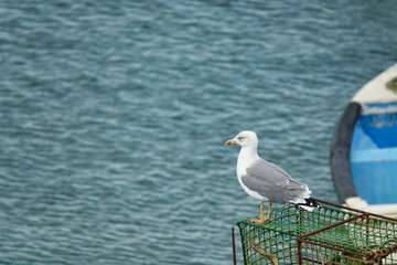 Seagull perched on a green pot with a boat and the sea in the background