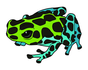 Zimmermann's dart frog. Little poisonous frog. Tropical yellow-blue frog. 