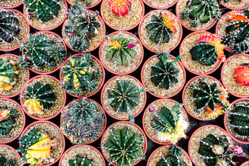 Top view Background and pattern of desert tree cactus and succulent plants in pots. Close up Beautiful Cactus green spike and flower, The Cactus​ ​was planted in​ pot​ ​with​ soil and​ sand