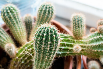 cactus round decorative growing in a pot home plant close-up