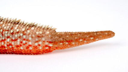 Schwanzregenerat bei einem Glattkopfleguan // regenerating tail of a curlytail lizard (Leiocephalus...