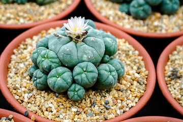 Background of desert tree cactus and succulent plants in pots. Close up Beautiful Cactus green spike and flower, The Cactus​ ​was planted in​ pot​ ​with​ soil and​ sand