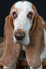 Close up of a Basset Hound staring into camera