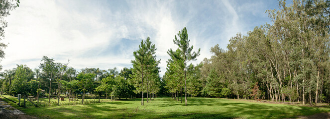 Panoramic. Park with beautiful lawn and pine trees. Brazilian forest.