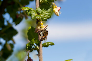 blooming gooseberries in the summer