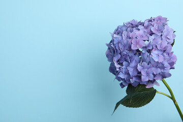 Branch of hortensia plant with delicate flowers on light blue background. Space for text