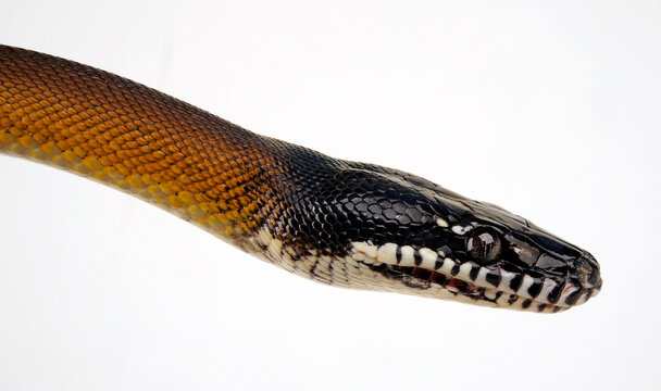 D'Albertis python // Weißlippenpython (Bothrochilus albertisii, Leiopython albertisii)