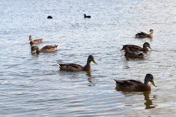 wild small ducks on the territory of lakes