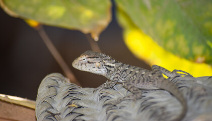 Lizard wildlife animal Close Up Wild Outdoors Animals Photography reptile wallpaper background green plant tree monitor dragon