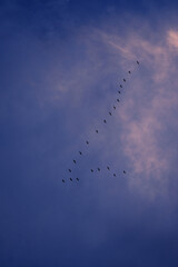 birds in the sky