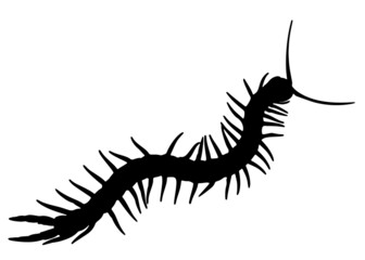 Great centipede. Vector image.