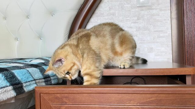 curious cat playing on bedside table. ginger chinchilla cat. 