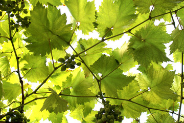 Texture from green leaves of grapes with berries