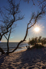 Aerial seascape at sunset with tree on foreground. Coastline nature with lighthouse on background. Scenic evening landscape on island. Empty bay of water. Tree silhouette on Black Sea seascape.