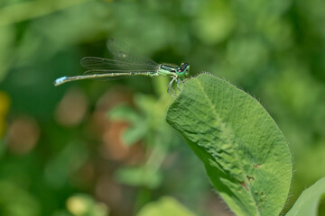 blue dragonfly on leaf