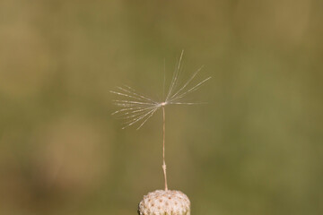 Single dandelion seed on seed head isolated on blurred background. 