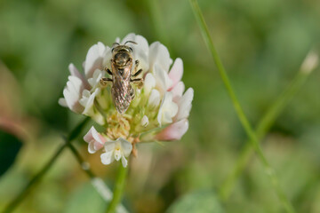 Back of bee on white clover flower