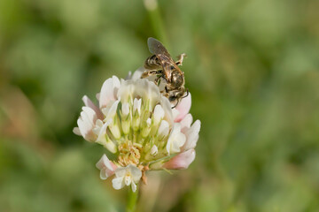 Bee pollinating clover