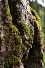 corteccia albero sughero bosco 