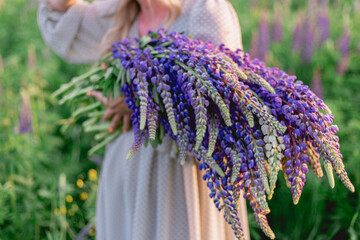 A bouquet of lupines in the hands of a girl. Beautiful female hands hold a bouquet of wild lupine flowers on the background of a meadow. Spring, flowering, summer, floral fragrance