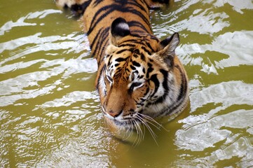Fototapeta na wymiar tigre dans l'eau
