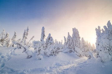 Fototapeta na wymiar Magnificient sunrise over Hogs back mountain and forest at it's summit after the snowstorm, Quebec, Canada