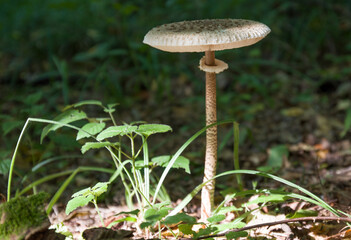 mushrooms in the forest on the grass
