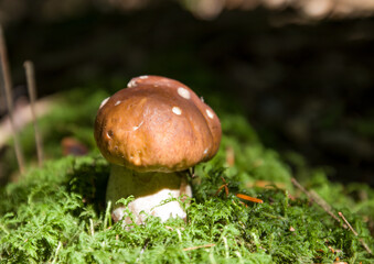 mushrooms in the forest on the grass