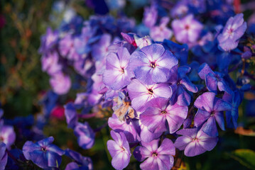 phlox blue lilac in green foliage flowering in the garden