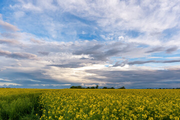 blooming yellow rape, oil canola or colza field at sunset or sunrise