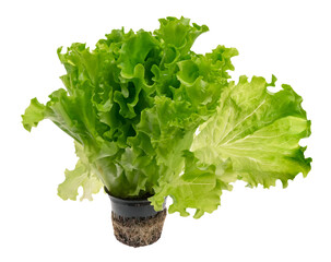 Bunch of lettuce leaves in a pot isolated on a light background