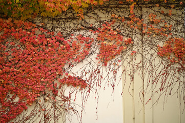 wall with creeper plant colorful leaf in Vienna autumn season