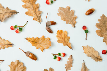Autumn composition. Pattern of oak leaves, acorns and red berries on white background. Autumn,...