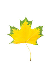 autumn maple leaf isolated on a white background