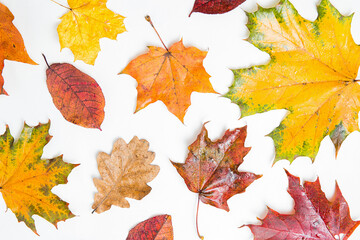 Autumn maple and oak leaves pattern. Many different colorful autumn leaves background. Orange, yellow and red maple leaves on whte background. Vibrant colors, Flat lay, copy space