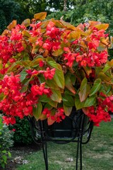 Dragon Leaf Begonia, Bedford, Pennsylvania, USA
