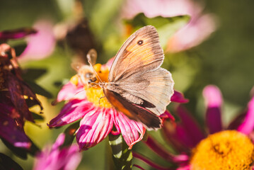 Schmetterling im Garten
