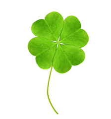 Fresh green four-leaf clover on white background