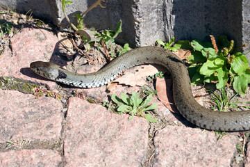 Ringelnatter (Natrix natrix)