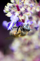 Macro of bee pollinating flowers in organic garden bathed with natural light, outdoors, natural wisdom.