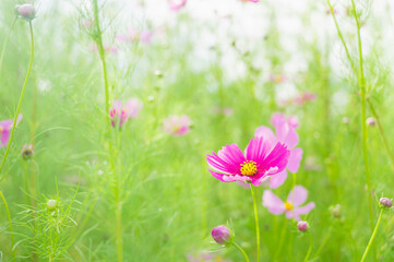 ピンク色の秋桜