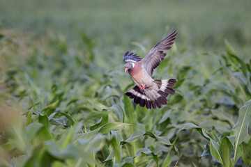 European wood pigeon landing in a corn field