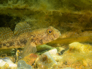 A Sandy Goby, Pomatoschistus minutus, in The Sound, the water between Sweden and Denmark