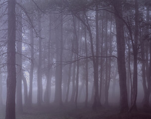 Analog foggy forest