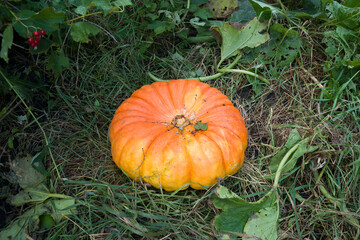 beautiful orange pumpkin on the grass. harvest time, halloween