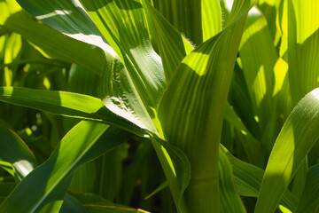 Summer corn leaves close up