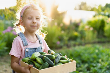 Fototapeta premium fresh cucumbers from the garden in the hands of a cute blonde girl, organic products, vegetable harvest